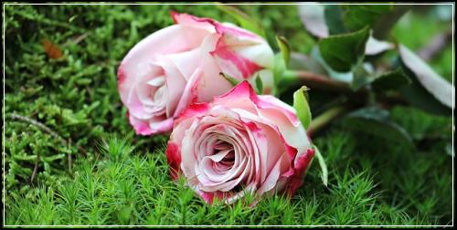 ๋ฌด๋ฐฐ๋น์ด๋ฆฐ์ดci๋ณดํ ์ฒดํฌํด๋ณด์ ์๋
