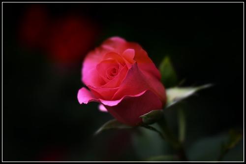 ํ๋์๋ช
์๋ณดํ ๊ณ ํจ์จ์ค๊ณ ๋น๊ต๊ฒฌ์ 