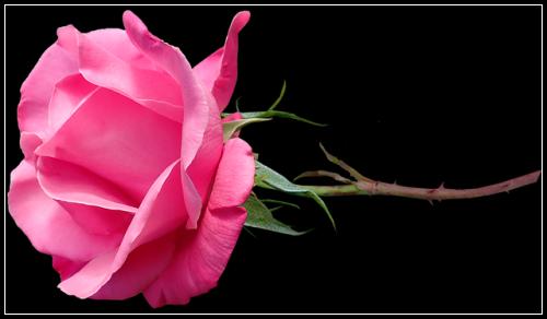 이차암보험 체크사항은  알아보기