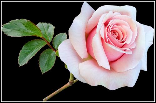 ์ผ๋ฐ์ฌ๋ง๋ณดํ ์ ๊ธฐ๋ณดํ๊ณผ ๋จ์ ํํฉ์ฒดํฌ