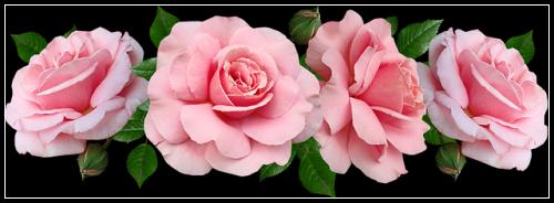 ๋ฉ๋ฆฌ์ธ ์ด๋ฆฐ์ด๋ณดํ ํฌ์ธํธ์ฝ์ฝ ๋ฏธ๋ฆฌ