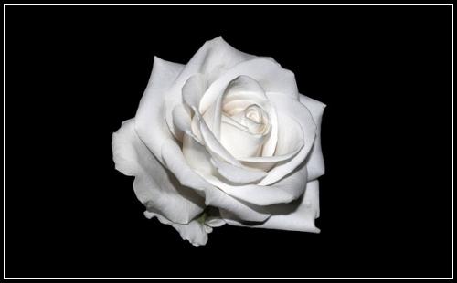 ํ์ค์ ๊ธฐ๋ณดํ ์ ๋ฌธ์ค๊ณ ํน์ฝ์์๋ณด๊ธฐ