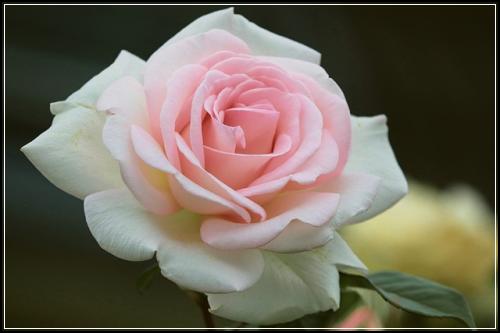 ๋ฉ๋ฆฌ์ธ ํ์๋ณดํ ์ด๋ ๊ฒํด์ผ ๋ฉ๋ฆฌ์ธ ์ด๋ฆฐ์ด