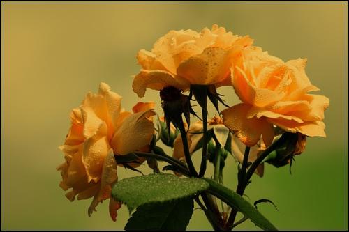 ๊ฟ๊ณผ ์ด์ ์ ๊ธฐ๋ก