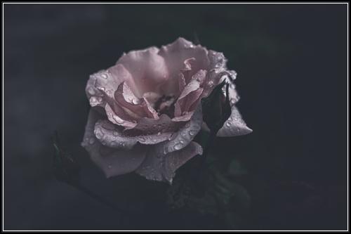 롯데생명보험정기보험 보장수준 전문가정보